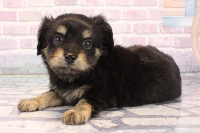 大阪府のチワックス(チワワ×ダックス) (Coo&RIKU心斎橋店/2025年10月4日生まれ/男の子/ブラックタン)の子犬の3枚目の画像