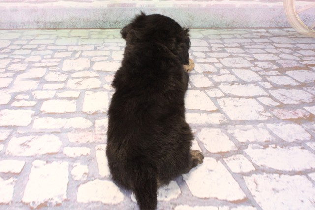 大阪府のチワックス(チワワ×ダックス) (Coo&RIKU心斎橋店/2025年10月4日生まれ/男の子/ブラックタン)の子犬の4枚目の画像