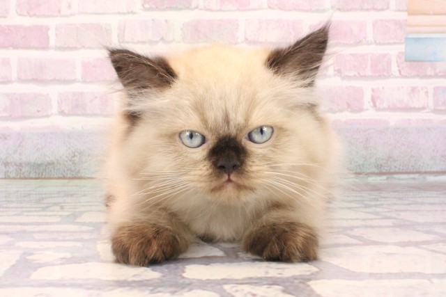 大阪府のヒマラヤン (Coo&RIKU心斎橋店/2025年10月4日生まれ/男の子/シールポイント)の子猫の1枚目の画像