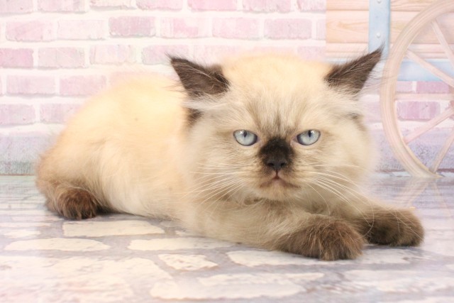 大阪府のヒマラヤン (Coo&RIKU心斎橋店/2025年10月4日生まれ/男の子/シールポイント)の子猫の2枚目の画像