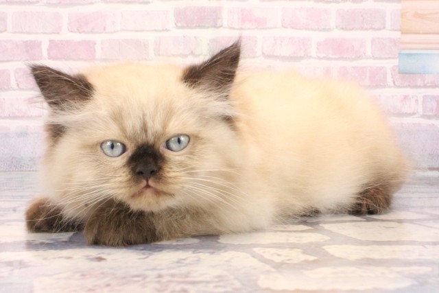 大阪府のヒマラヤン (Coo&RIKU心斎橋店/2025年10月4日生まれ/男の子/シールポイント)の子猫の3枚目の画像