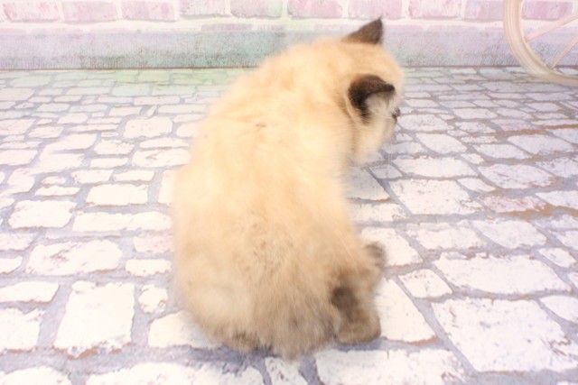 大阪府のヒマラヤン (Coo&RIKU心斎橋店/2025年10月4日生まれ/男の子/シールポイント)の子猫の4枚目の画像