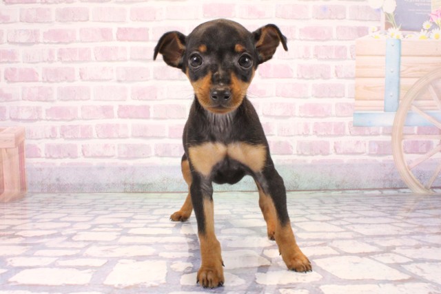 大阪府のミニチュアピンシャー (Coo&RIKU茶屋町店/2025年9月28日生まれ/男の子/ブラックタン)の子犬の1枚目の画像