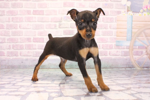 大阪府のミニチュアピンシャー (Coo&RIKU茶屋町店/2025年9月28日生まれ/男の子/ブラックタン)の子犬の2枚目の画像