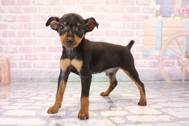 大阪府のミニチュアピンシャー (Coo&RIKU茶屋町店/2025年9月28日生まれ/男の子/ブラックタン)の子犬の3枚目の画像