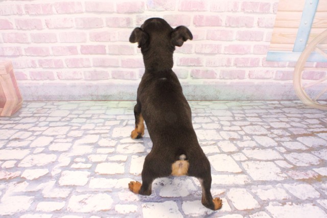 大阪府のミニチュアピンシャー (Coo&RIKU茶屋町店/2025年9月28日生まれ/男の子/ブラックタン)の子犬の4枚目の画像