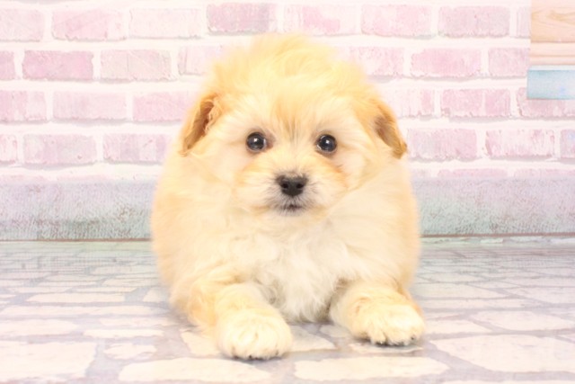 大阪府のポメプー(ポメラニアン×プードル) (Coo&RIKU梅田店/2025年10月4日生まれ/男の子/クリーム)の子犬の1枚目の画像