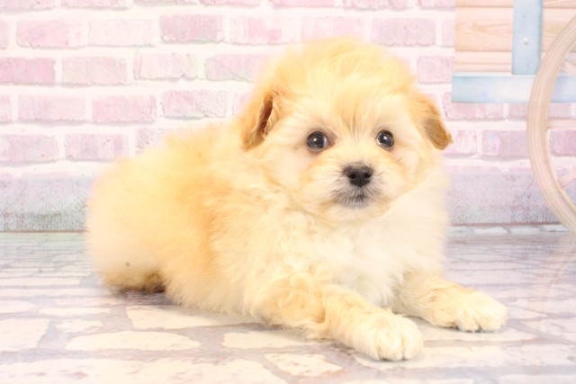 大阪府のポメプー(ポメラニアン×プードル) (Coo&RIKU梅田店/2025年10月4日生まれ/男の子/クリーム)の子犬の2枚目の画像