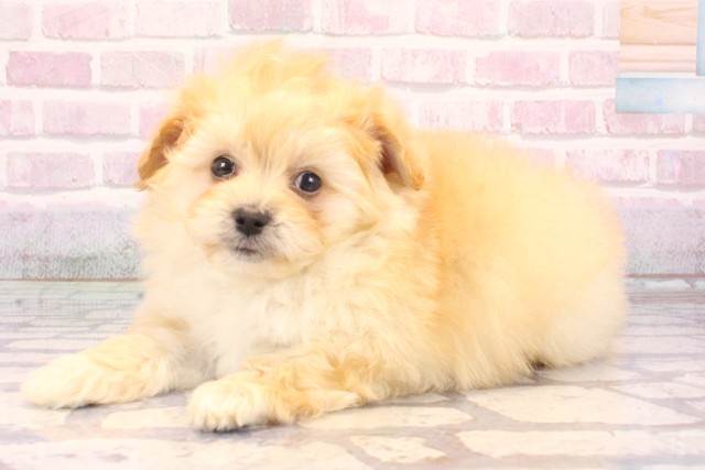 大阪府のポメプー(ポメラニアン×プードル) (Coo&RIKU梅田店/2025年10月4日生まれ/男の子/クリーム)の子犬の3枚目の画像