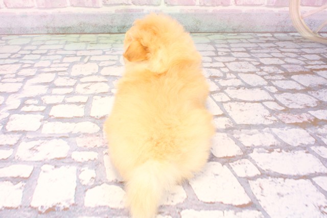 大阪府のポメプー(ポメラニアン×プードル) (Coo&RIKU梅田店/2025年10月4日生まれ/男の子/クリーム)の子犬の4枚目の画像