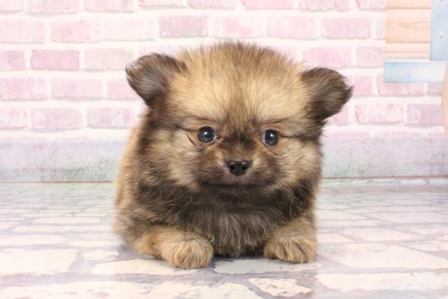 奈良県のポメチワ/チワポメ/ポメチー(ポメラニアン×チワワ) (Coo&RIKU奈良富雄南店/2025年10月4日生まれ/男の子/フォーン)の子犬の1枚目の画像