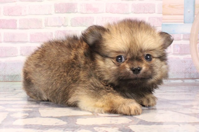 奈良県のポメチワ/チワポメ/ポメチー(ポメラニアン×チワワ) (Coo&RIKU奈良富雄南店/2025年10月4日生まれ/男の子/フォーン)の子犬の2枚目の画像