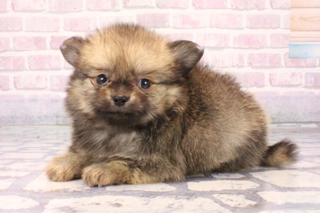 奈良県のポメチワ/チワポメ/ポメチー(ポメラニアン×チワワ) (Coo&RIKU奈良富雄南店/2025年10月4日生まれ/男の子/フォーン)の子犬の3枚目の画像