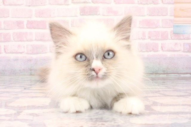 大阪府のラグドール (Coo&RIKU梅田店/2025年9月10日生まれ/女の子/ブルーポイントミテッド)の子猫の1枚目の画像