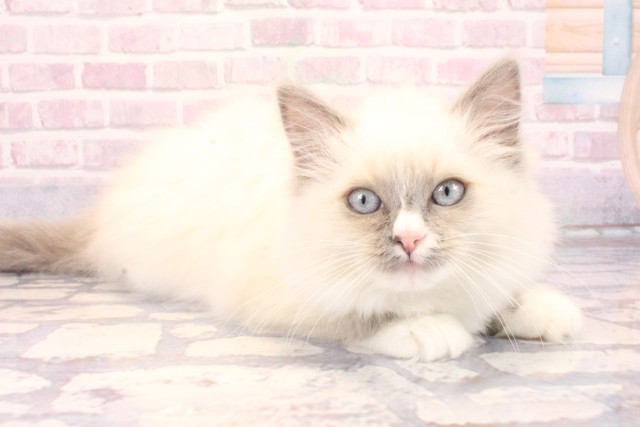 大阪府のラグドール (Coo&RIKU梅田店/2025年9月10日生まれ/女の子/ブルーポイントミテッド)の子猫の2枚目の画像