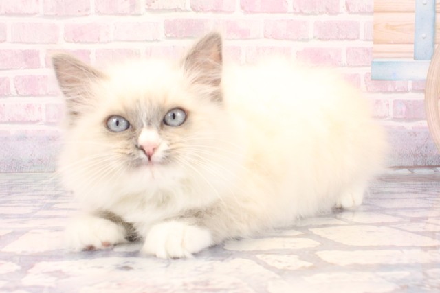 大阪府のラグドール (Coo&RIKU梅田店/2025年9月10日生まれ/女の子/ブルーポイントミテッド)の子猫の3枚目の画像