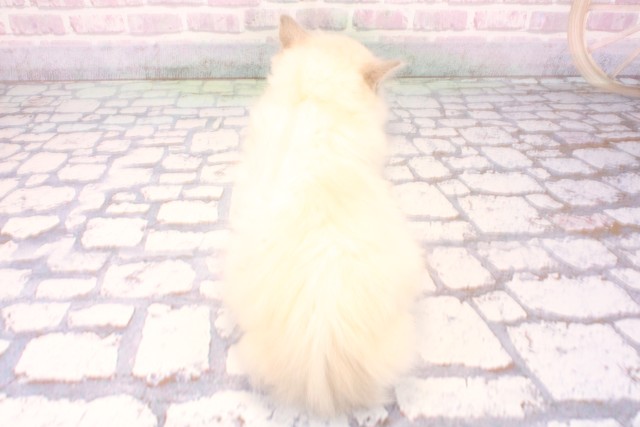 大阪府のラグドール (Coo&RIKU梅田店/2025年9月10日生まれ/女の子/ブルーポイントミテッド)の子猫の4枚目の画像