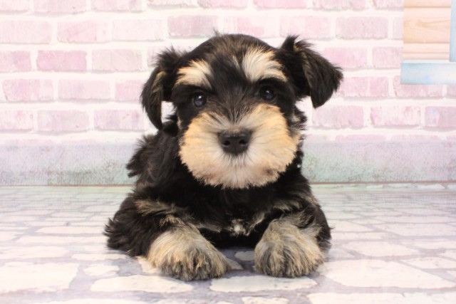 京都府のミニチュアシュナウザー (Coo&RIKU京都河原町店/2025年10月5日生まれ/女の子/ブラックシルバー)の子犬