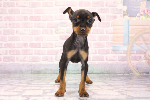 京都府のミニチュアピンシャー (Coo&RIKU京都河原町店/2025年10月4日生まれ/女の子/ブラックタン)の子犬