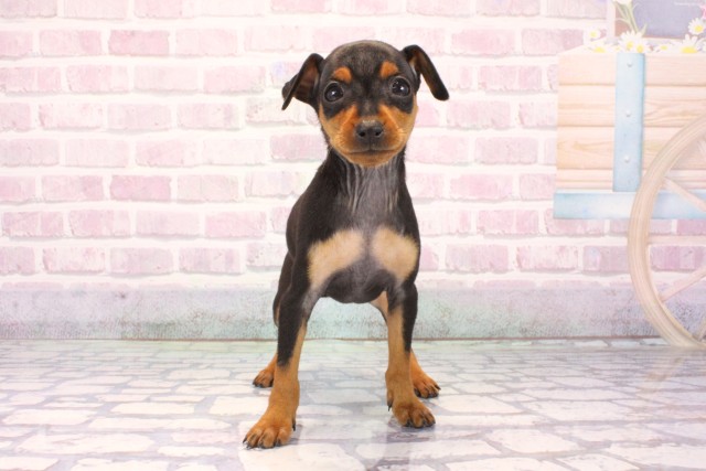 ミニチュア・ピンシャー