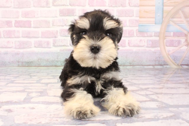 大阪府のミニチュアシュナウザー (Coo&RIKU心斎橋店/2025年10月4日生まれ/男の子/ブラックシルバー)の子犬の1枚目の画像