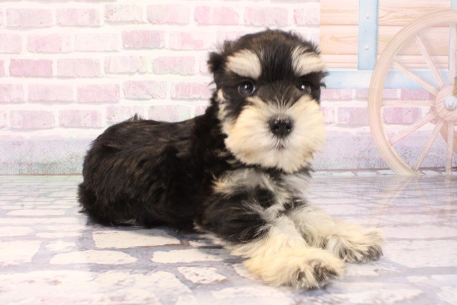 大阪府のミニチュアシュナウザー (Coo&RIKU心斎橋店/2025年10月4日生まれ/男の子/ブラックシルバー)の子犬の2枚目の画像