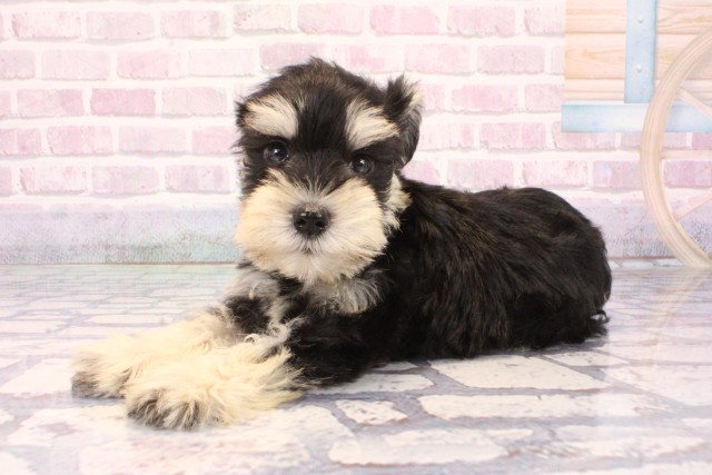 大阪府のミニチュアシュナウザー (Coo&RIKU心斎橋店/2025年10月4日生まれ/男の子/ブラックシルバー)の子犬の3枚目の画像