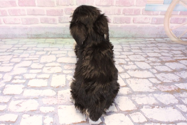 大阪府のミニチュアシュナウザー (Coo&RIKU心斎橋店/2025年10月4日生まれ/男の子/ブラックシルバー)の子犬の4枚目の画像