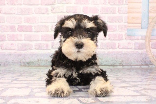 大阪府のミニチュアシュナウザー (Coo&RIKU茶屋町店/2025年10月4日生まれ/男の子/ブラックシルバー)の子犬の1枚目の画像