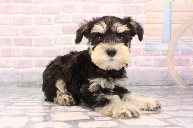 大阪府のミニチュアシュナウザー (Coo&RIKU茶屋町店/2025年10月4日生まれ/男の子/ブラックシルバー)の子犬の2枚目の画像