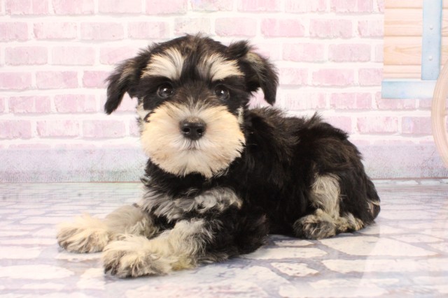 大阪府のミニチュアシュナウザー (Coo&RIKU茶屋町店/2025年10月4日生まれ/男の子/ブラックシルバー)の子犬の3枚目の画像