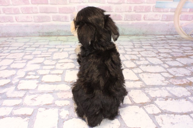 大阪府のミニチュアシュナウザー (Coo&RIKU茶屋町店/2025年10月4日生まれ/男の子/ブラックシルバー)の子犬の4枚目の画像