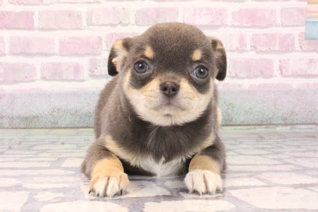 大阪府のチワワ(スムース) (Coo&RIKU和泉店/2025年10月5日生まれ/女の子/ブルータン)の子犬の1枚目の画像