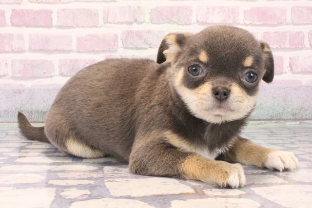 大阪府のチワワ(スムース) (Coo&RIKU和泉店/2025年10月5日生まれ/女の子/ブルータン)の子犬の2枚目の画像