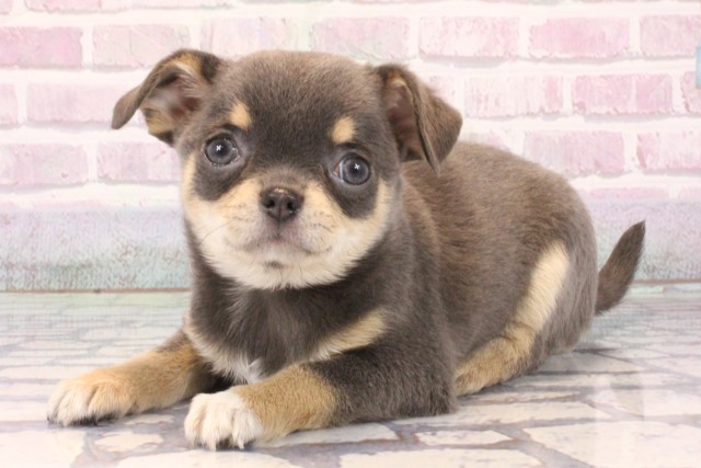 大阪府のチワワ(スムース) (Coo&RIKU和泉店/2025年10月5日生まれ/女の子/ブルータン)の子犬の3枚目の画像