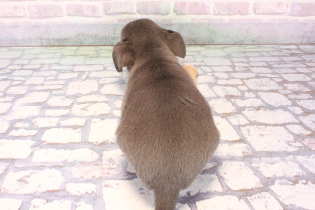 大阪府のチワワ(スムース) (Coo&RIKU和泉店/2025年10月5日生まれ/女の子/ブルータン)の子犬の4枚目の画像