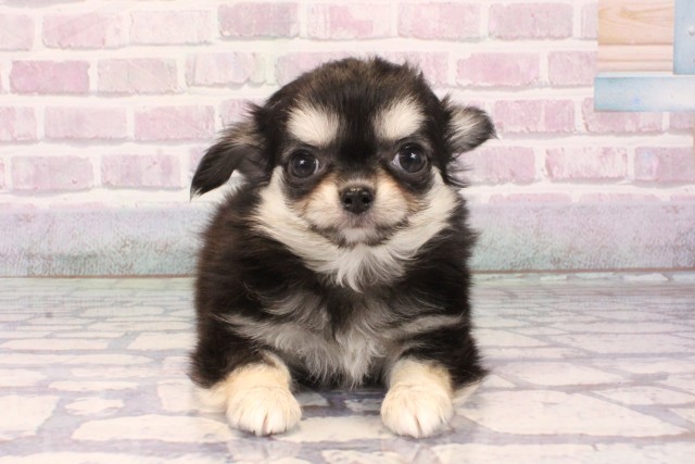 兵庫県のチワワ(ロング) (Coo&RIKU神戸三宮店/2025年10月5日生まれ/女の子/ブラッククリームホワイト)の子犬の1枚目の画像