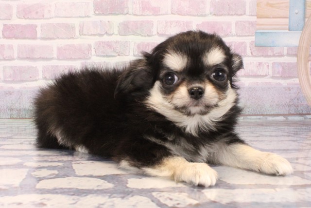 兵庫県のチワワ(ロング) (Coo&RIKU神戸三宮店/2025年10月5日生まれ/女の子/ブラッククリームホワイト)の子犬の2枚目の画像