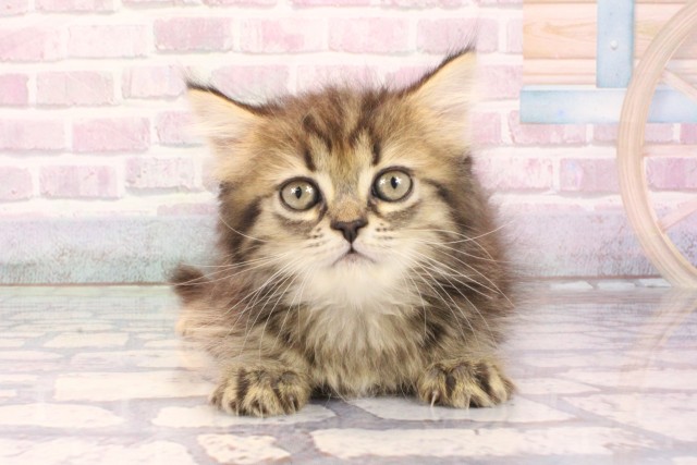 和歌山県のミヌエット (Coo&RIKU和歌山店/2025年9月30日生まれ/女の子/ブラウンタビー)の子猫の1枚目の画像