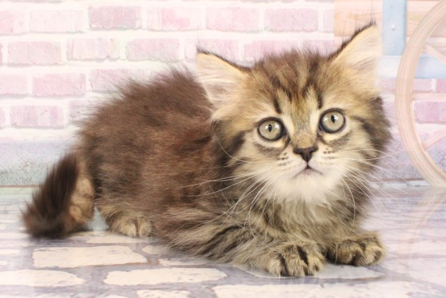 和歌山県のミヌエット (Coo&RIKU和歌山店/2025年9月30日生まれ/女の子/ブラウンタビー)の子猫の2枚目の画像