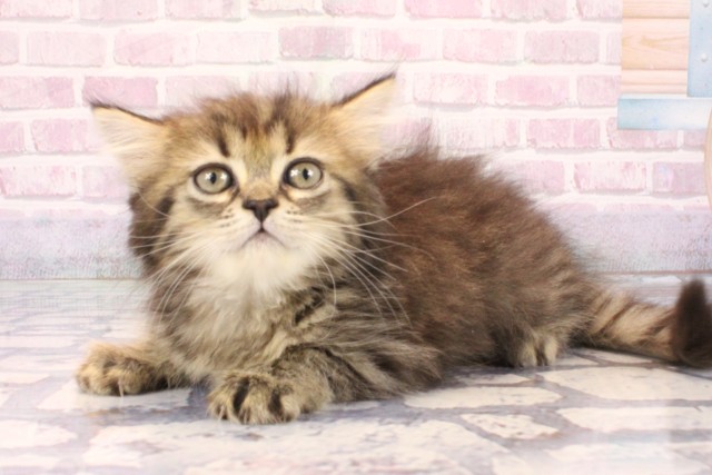 和歌山県のミヌエット (Coo&RIKU和歌山店/2025年9月30日生まれ/女の子/ブラウンタビー)の子猫の3枚目の画像