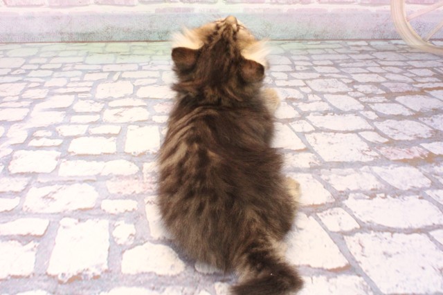 和歌山県のミヌエット (Coo&RIKU和歌山店/2025年9月30日生まれ/女の子/ブラウンタビー)の子猫の4枚目の画像