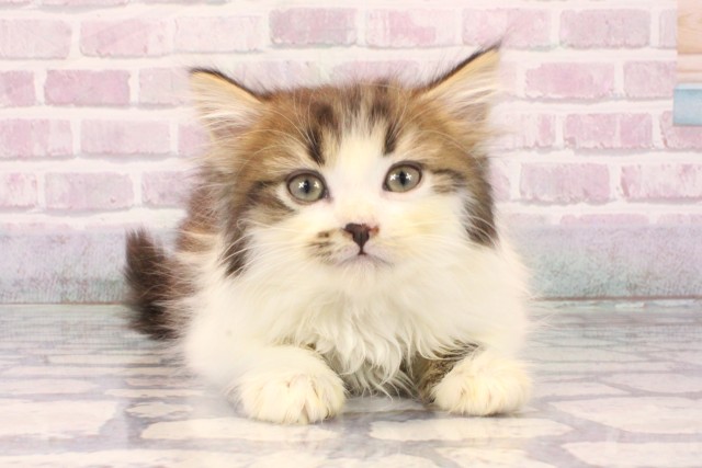 大阪府のミヌエット (Coo&RIKU城東古市店/2025年9月30日生まれ/男の子/ブラウンタビーホワイト)の子猫の1枚目の画像