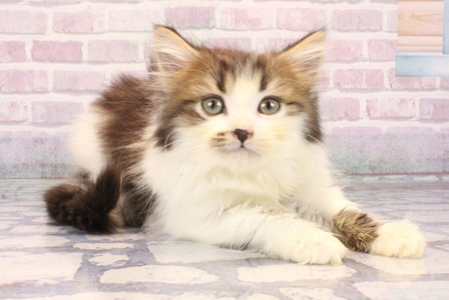 大阪府のミヌエット (Coo&RIKU城東古市店/2025年9月30日生まれ/男の子/ブラウンタビーホワイト)の子猫の2枚目の画像