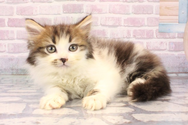 大阪府のミヌエット (Coo&RIKU城東古市店/2025年9月30日生まれ/男の子/ブラウンタビーホワイト)の子猫の3枚目の画像