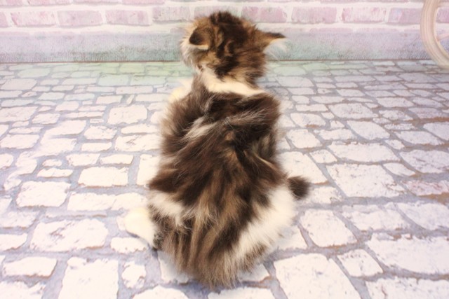 大阪府のミヌエット (Coo&RIKU城東古市店/2025年9月30日生まれ/男の子/ブラウンタビーホワイト)の子猫の4枚目の画像