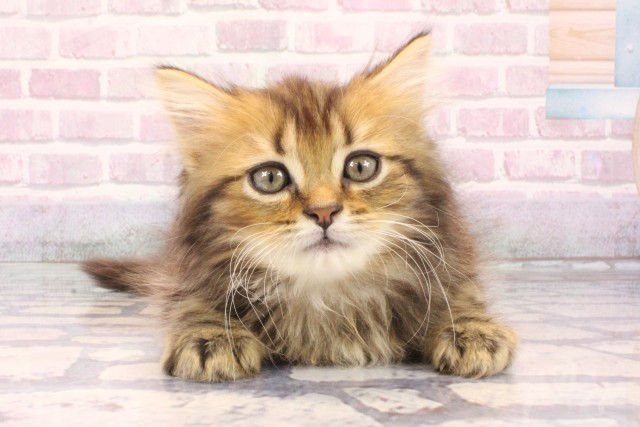 大阪府のミヌエット (Coo&RIKU城東古市店/2025年9月30日生まれ/男の子/ブラウンタビー)の子猫の1枚目の画像