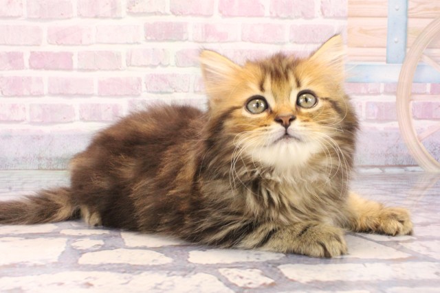 大阪府のミヌエット (Coo&RIKU城東古市店/2025年9月30日生まれ/男の子/ブラウンタビー)の子猫の2枚目の画像