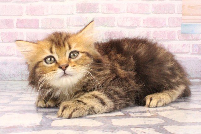 大阪府のミヌエット (Coo&RIKU城東古市店/2025年9月30日生まれ/男の子/ブラウンタビー)の子猫の3枚目の画像