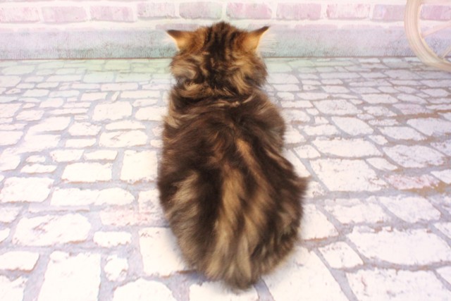 大阪府のミヌエット (Coo&RIKU城東古市店/2025年9月30日生まれ/男の子/ブラウンタビー)の子猫の4枚目の画像